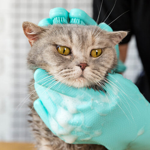 GANTS DE TOILETTE POUR CHAT