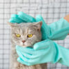 GANTS DE TOILETTE POUR CHAT