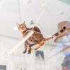 LIT TRANSPARENT POUR CHAT