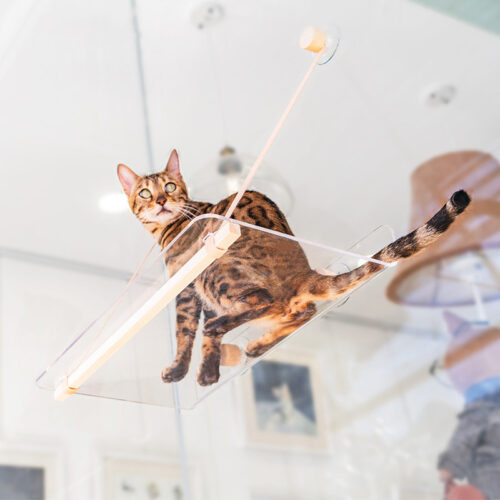 LIT TRANSPARENT POUR CHAT