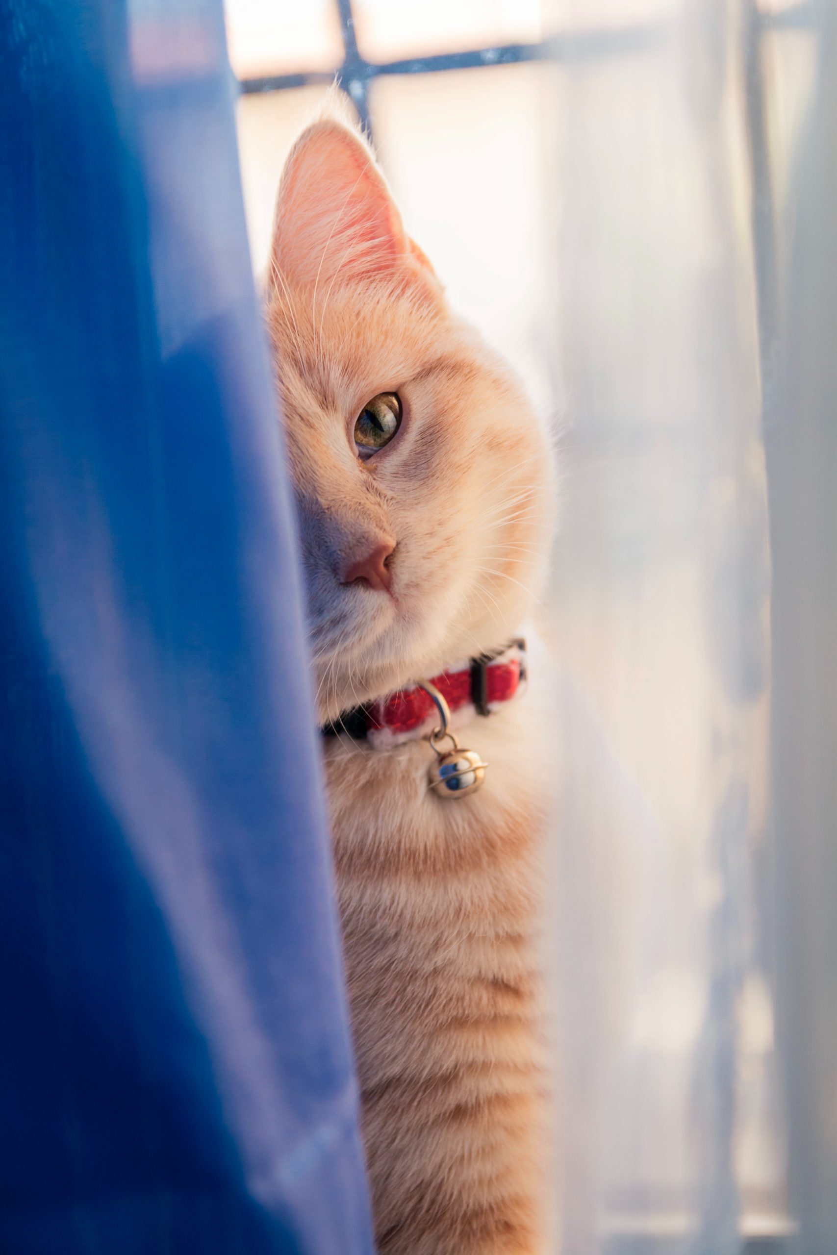 a-nos-chats