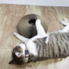 Planche à gratter pour chat Magic avec cloche