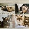 puzzle-chat