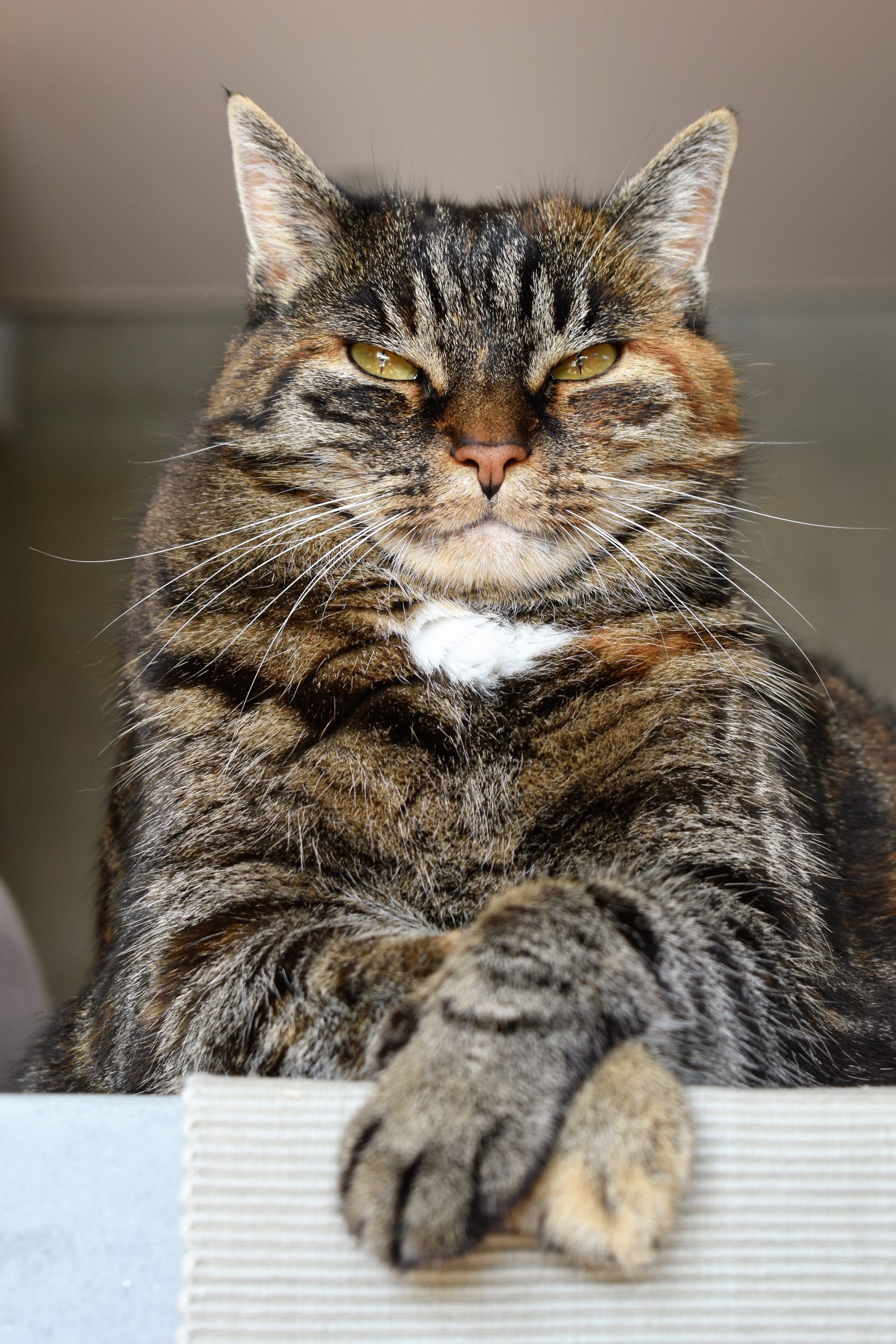 a-propos-a-nos-chats