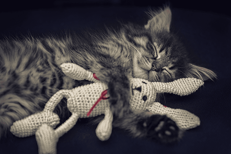 accessoires-chats