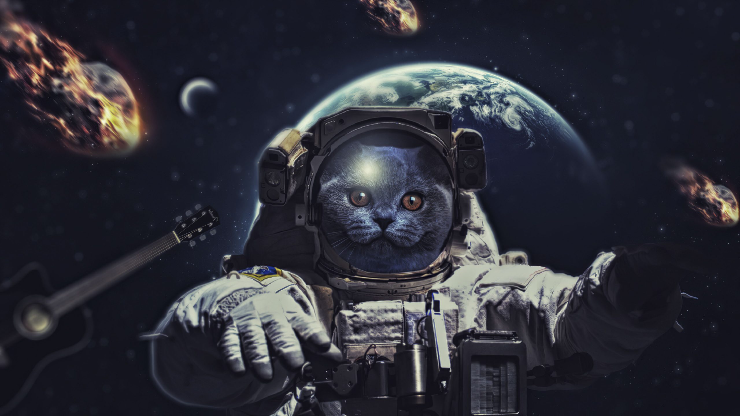 univers-chats
