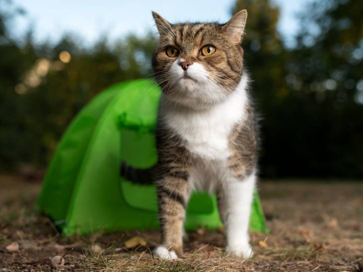 Les-indispensables-du-chat-pour-les-aventures-en-camping